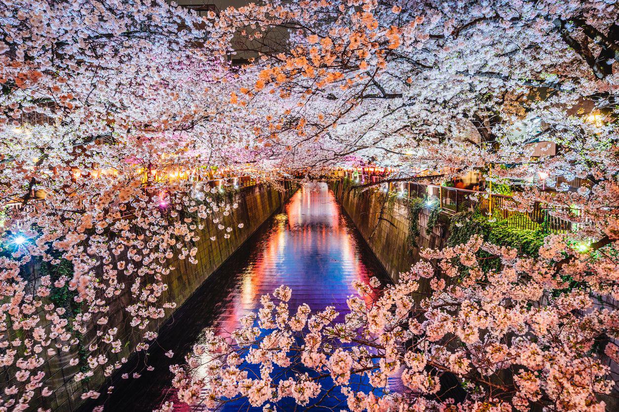 Cherry blossoms over a quiet canal at dusk
