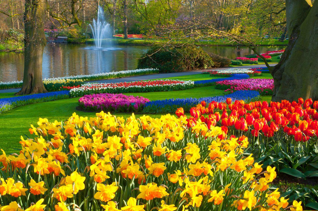 A spring garden with a fountain, a pond, and beds of colorful tulips