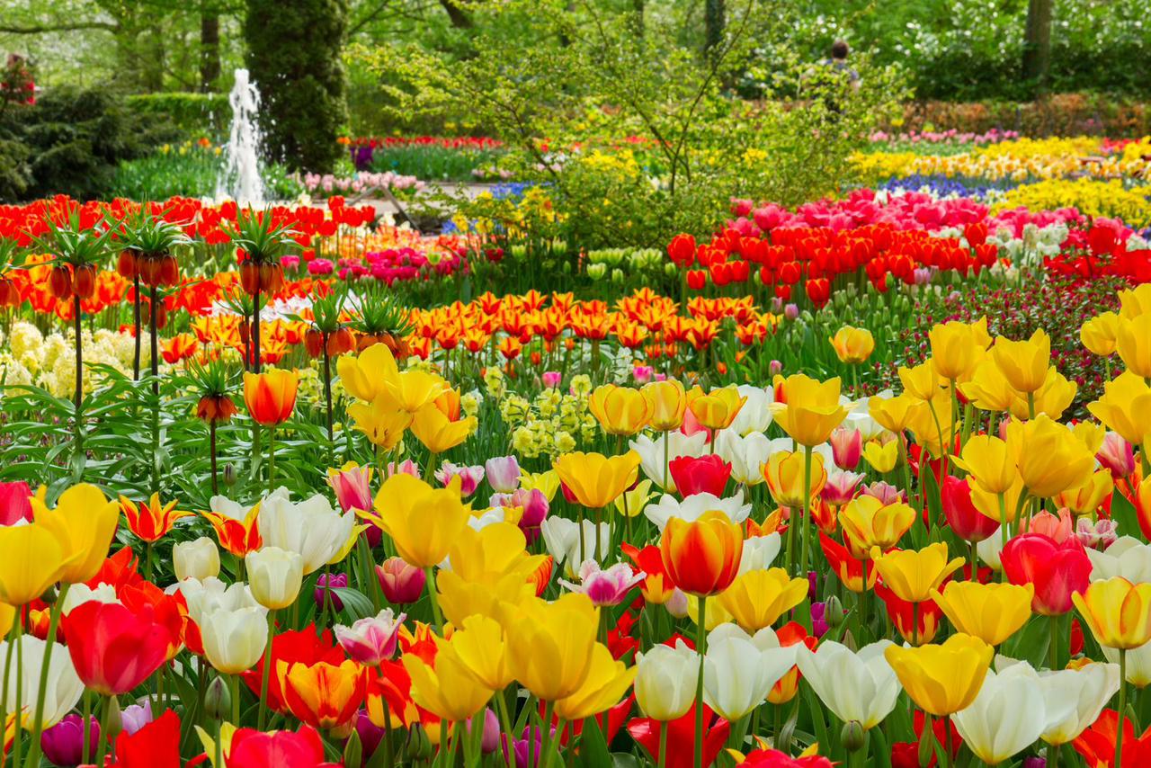 A field of red and yellow tulips in full bloom